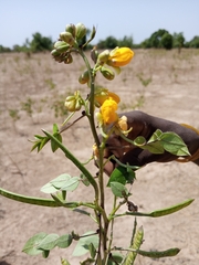 Senna occidentalis image