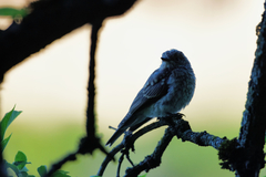 Muscicapa striata striata
