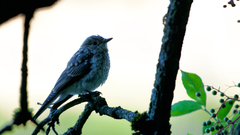 Muscicapa striata striata