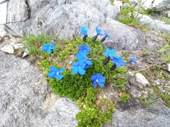Gentiana bavarica subacaulis
