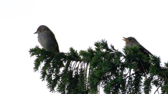 Muscicapa striata striata