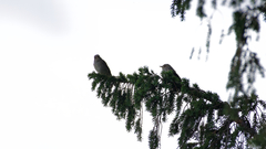 Muscicapa striata striata