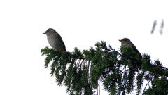 Muscicapa striata striata