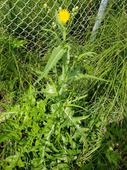 Sonchus arvensis uliginosus