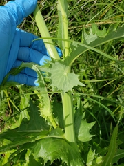 Sonchus arvensis uliginosus