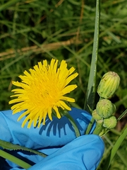 Sonchus arvensis uliginosus