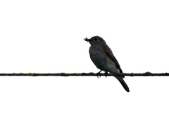 Muscicapa striata striata