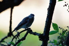 Muscicapa striata striata