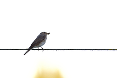 Muscicapa striata striata
