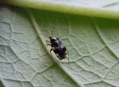 Liocoris tripustulatus