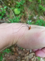 Leiobunum nigropalpi