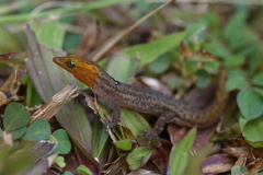 Sphaerodactylus grandisquamis