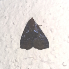 Eulepidotinae