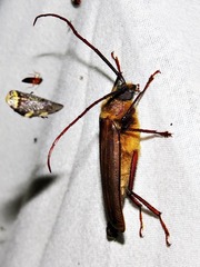 Erioderus pallens