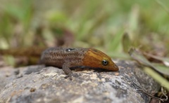 Sphaerodactylus grandisquamis