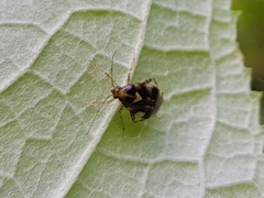 Liocoris tripustulatus