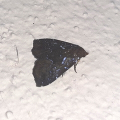 Eulepidotinae