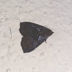 Eulepidotinae
