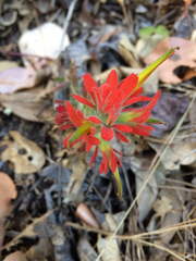 Castilleja foliolosa