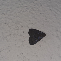 Eulepidotinae