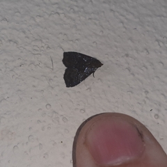Eulepidotinae