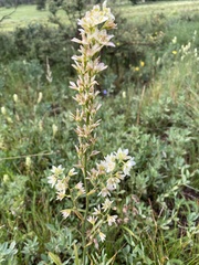 Melanthieae