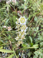 Melanthieae
