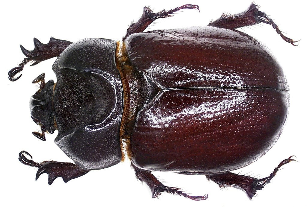 Phyllognathus excavatus
