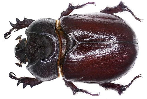 Escarabajo Rinoceronte Menor