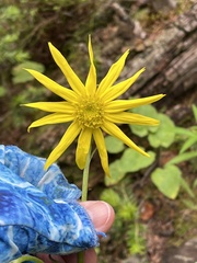 Senecio amplectens