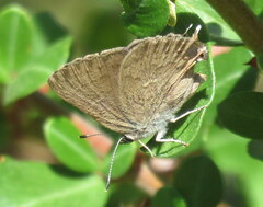Satyrium auretorum