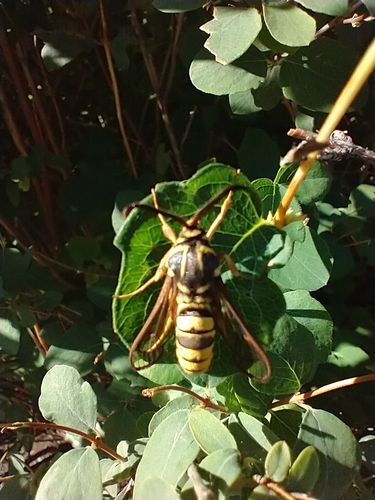 American Hornet Moth photo 5