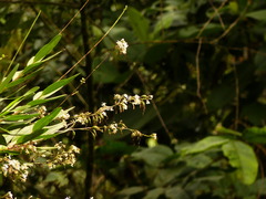 Epidendrum blepharistes