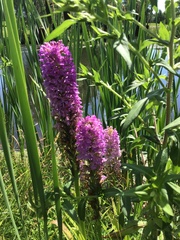 Platanthera psycodes