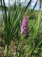 Platanthera psycodes