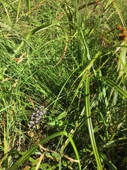 Platanthera psycodes