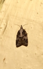 Platynota exasperatana