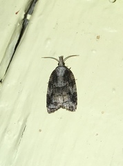 Platynota exasperatana