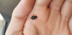 Mormidea v-luteum