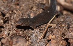 Sphaerodactylus klauberi