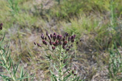 Vernonia marginata