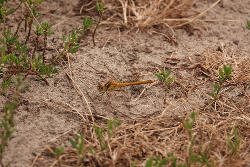 Vagrant Darter, 's-Hertogenbosch, Nederland, photo 8 of 10