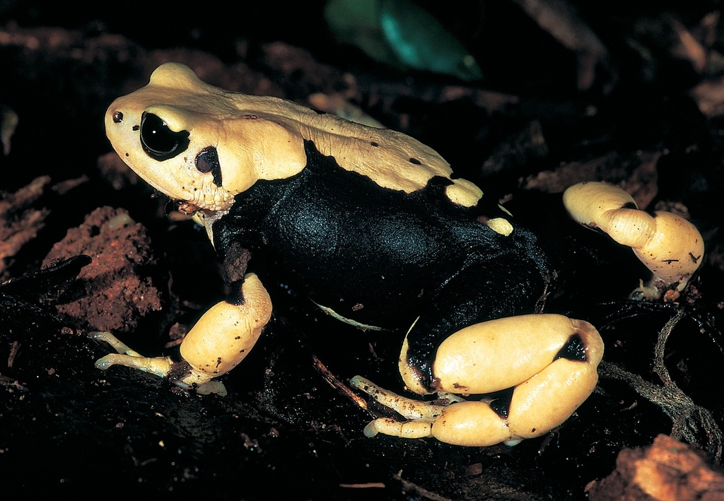Morogoro Tree Toad