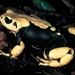 Robust Viviparous Toad - Photo (c) michelemenegon, some rights reserved (CC BY-NC), uploaded by michelemenegon