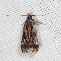 Dichomeris ochripalpella