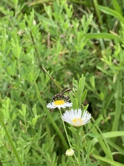 Parancistrocerus fulvipes