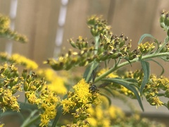 Cerceris