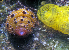 Clanculus margaritarius