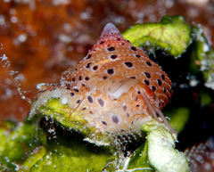 Clanculus margaritarius