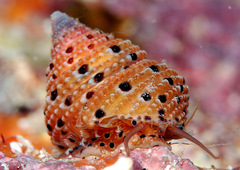 Clanculus margaritarius